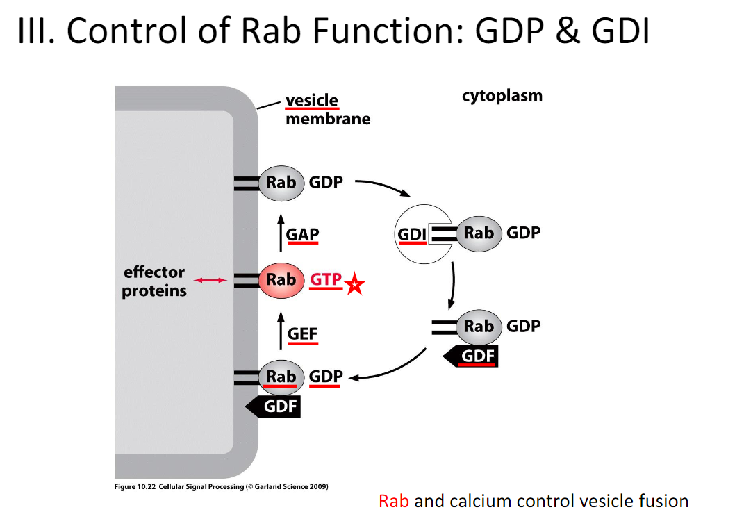 <p>GDI binds inactive Rab once it dissociates from the vesicle</p><p>GDF brings inactive Rab back to the vesicle to be reactivated by Rab-GEF</p>