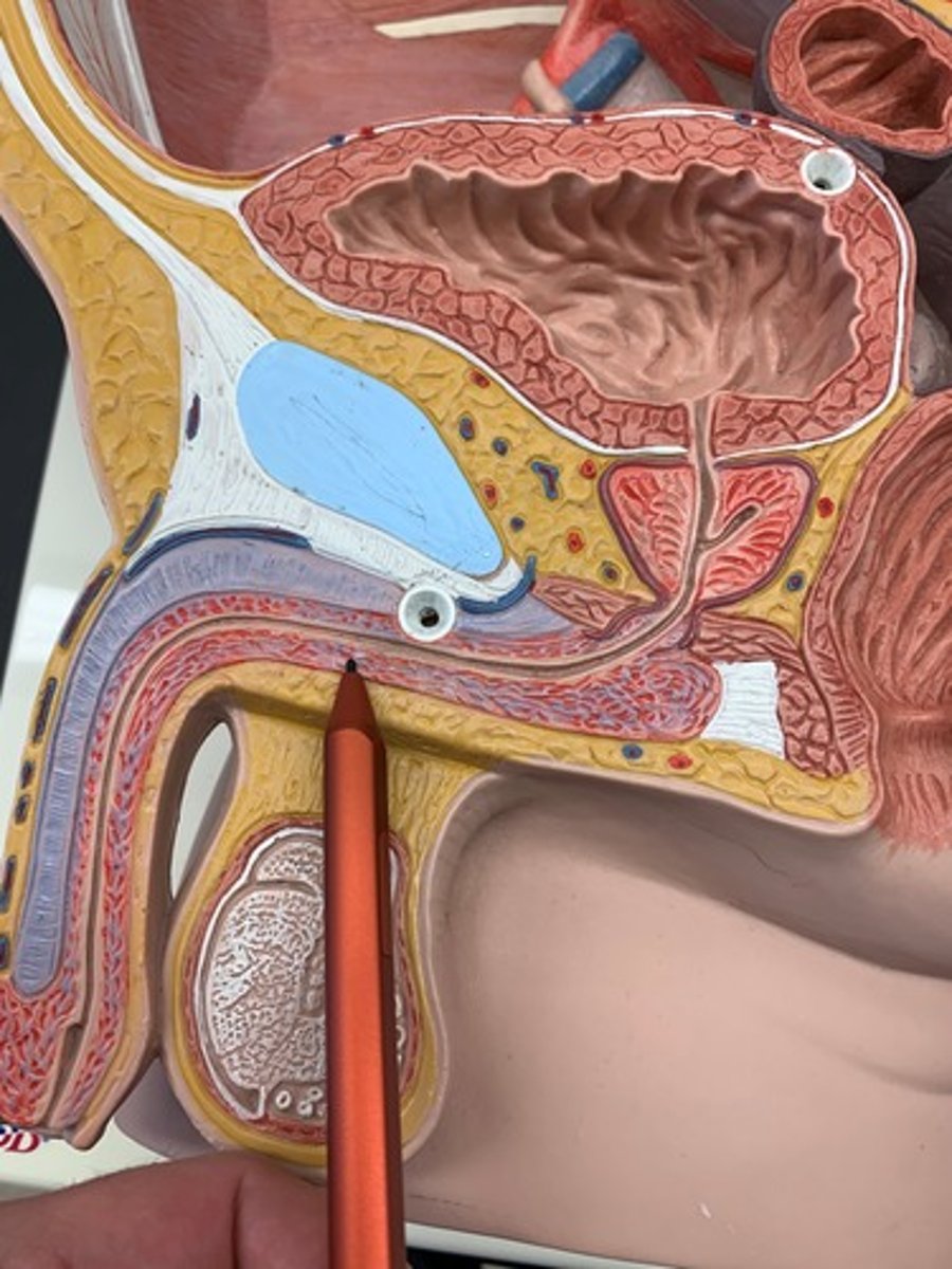 <p>surrounds urethra and expands to form glans and bulb</p>