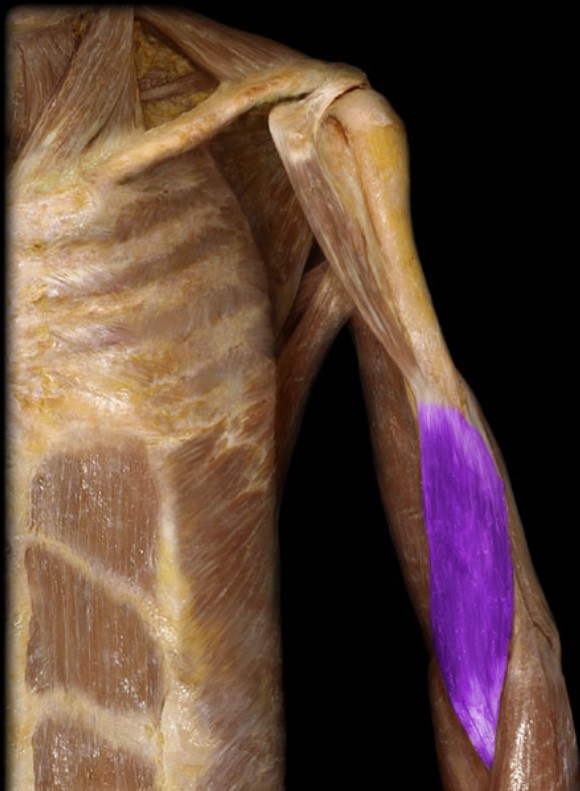 <p>Name the muscle highlighted (one word - all lowercase)</p>