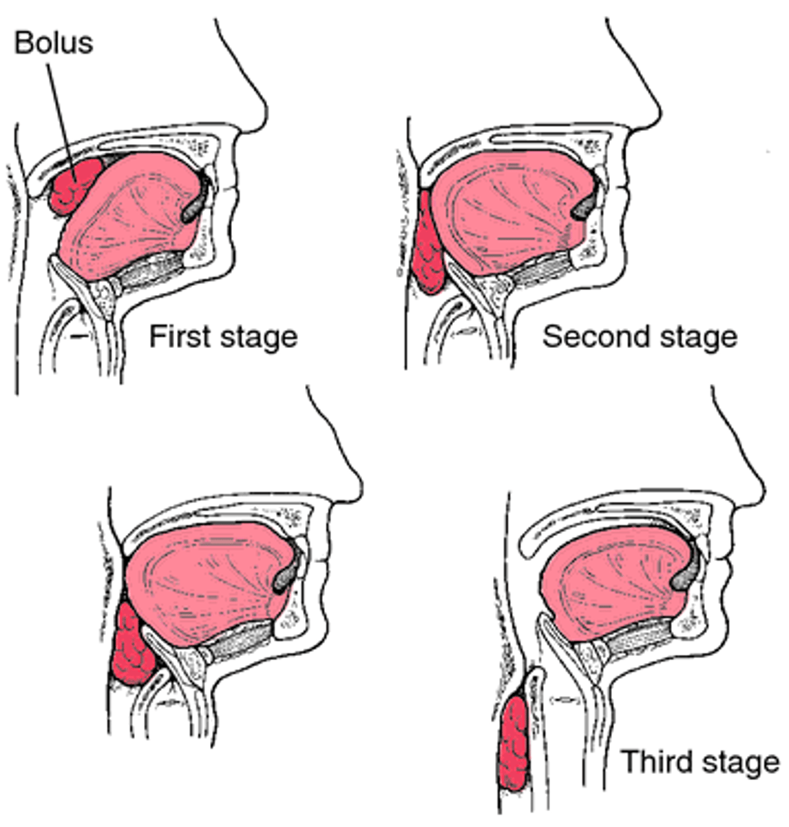 <p>The act of swallowing</p>
