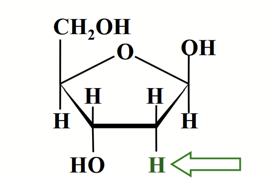 <p>Nucleic acid that contains an unusual sugar, D-2-deoxyribose where the -OH of carbon 2 is replaced by -H.</p><p>Occurs in their beta-furanose form.</p>