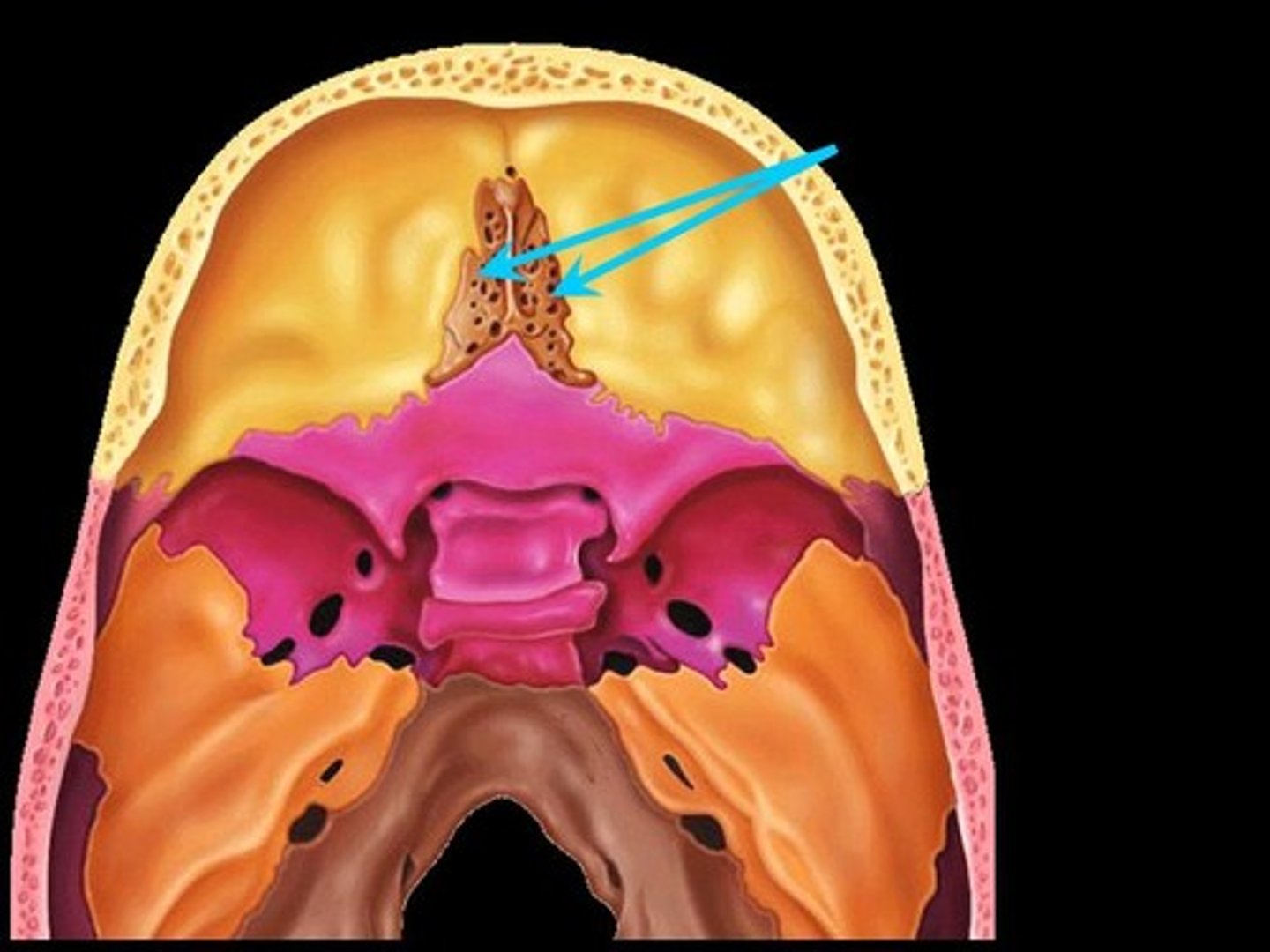 <p>olfactory foramina allow passage nerve fibers that make up the olfactory nerve. necessary for the human sense of smell</p>
