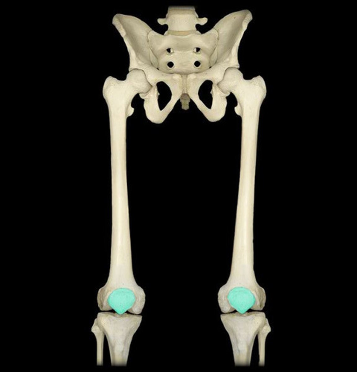 <p>Identify the bone</p>