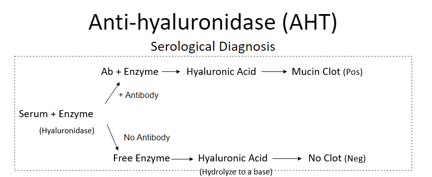 <p>when hyaluronidase is present → will hydrolyze hyaluronic acid if no Ab to neutralize → no mucin clot </p><p>POS for Ab = mucin clot</p><p>NEG = no clot</p><p>titer = reciprocal of highest pt dilution showing a clot</p><p>better indicator of rheumatic fever than ASO test</p><p>pt w rheumatic fever may have titer of 1:1024 and greater                                        </p>