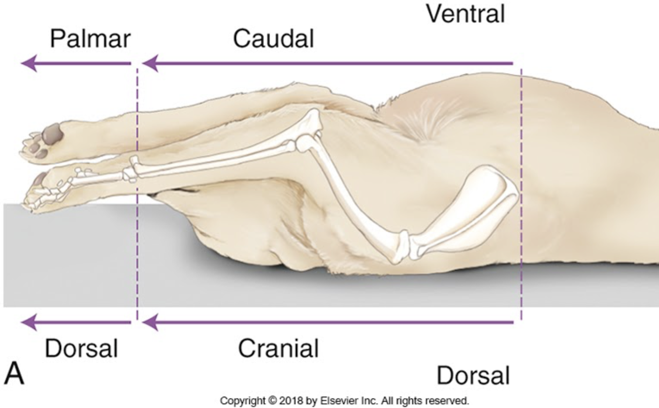 <p>forearm</p>