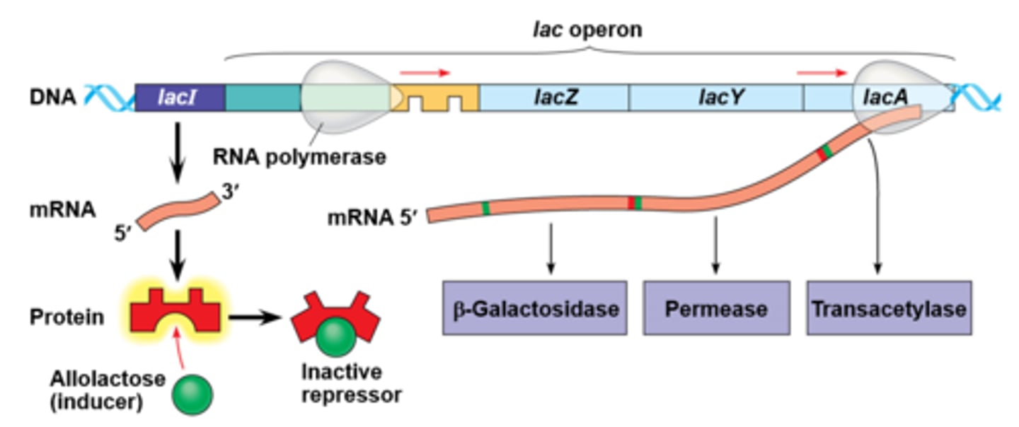 <p>Genes that allows microbes to use lactose for energy.</p><p>Operon for lactose metabolism is normally on "off mode" when lactose is absent.</p><p>The operon is on an "On mode" when lactose is present.</p><p>The genes for lactose metabolism will only be used if lactose is present and glucose is not present</p><p>When there is no lactose, a protein repressor will bind the operator region on the DNA to block RNA polymerase from binding the DNA promoter thus stopping transcription of the lactose metabolism genes.</p><p>When there is lactose, the inducer allolactose, formed from lactose, will bind the protein repressor so it cannot bind DNA, then RNA polymerase can then bind the DNA promoter and start transcribing the genes needed to metabolize lactose.</p><p>*</p>
