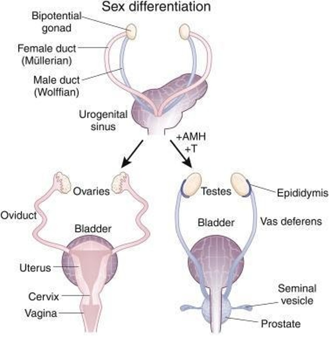 <p>The presence of the Y chromosome and activation of the SRY gene around 6 weeks of embryonic development.</p>
