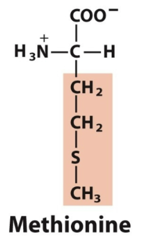 <ul><li><p>Met, M</p></li><li><p>nonpolar, aliphatic </p></li></ul><p></p>