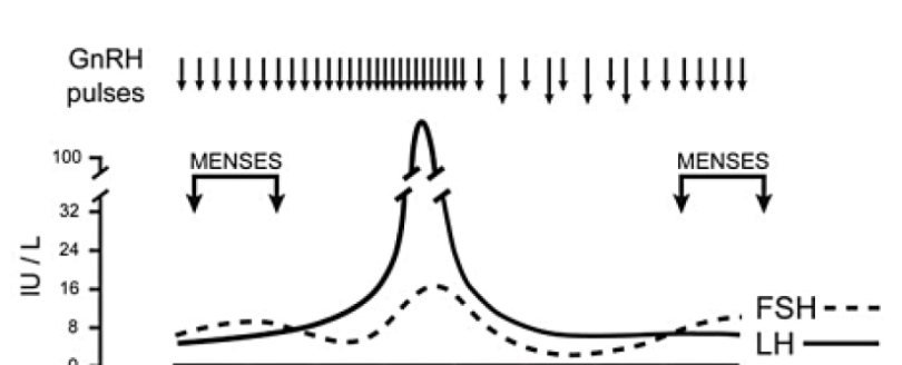 <p>right around ovulation </p>