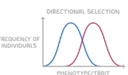 <p>Favours one extreme phenotype/trait (either left or right)</p><p>Shifts population traits toward one extreme </p>