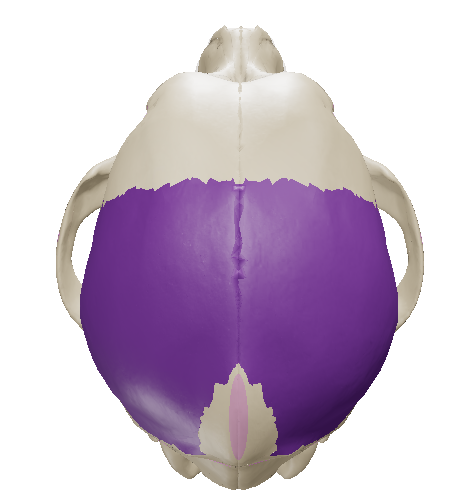 <p>together with the frontal bone, it forms the roof of the cranial cavity</p>