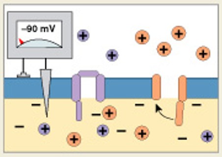 <p>Which step of generation is:</p><ul><li><p>Return to normal permeability</p></li><li><p>Action potential is over</p></li></ul><p></p>
