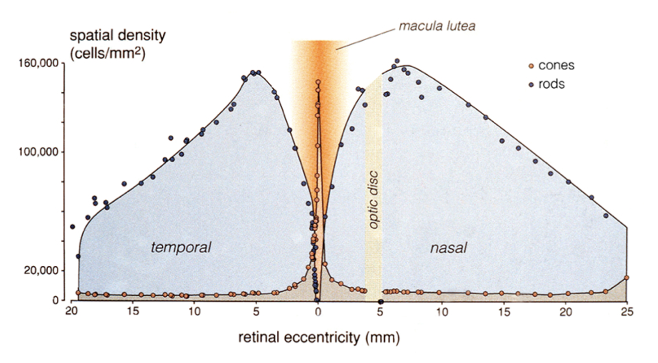 <p>Non-existent in fovea + peak in a ring 20° away from fovea + decline slowly for the rest of retina. </p><ul><li><p>Rod-rich ring has higher density than fovea, why not better acuity?</p></li></ul><p></p>