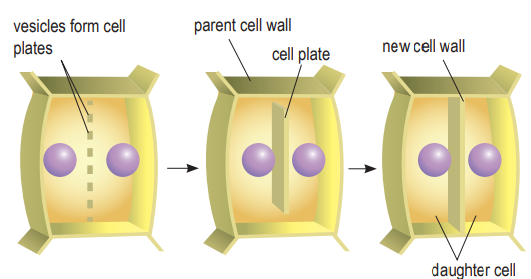 <p>Cytokinesis (plant cell)</p>