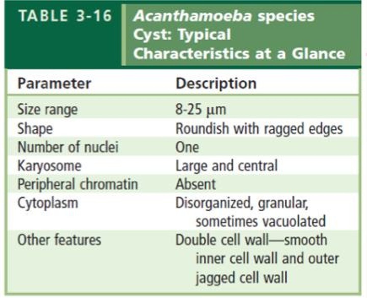 <p>Entamoeba coli is non-pathogenic and typically asymptomatic.</p>