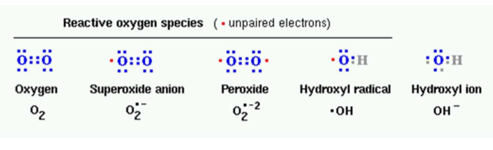 1e- = superoxide anion 

2e-= hydrogen peroxide 

3e- = hydroxyl and hydroxy radical 

4e- = 2 water 