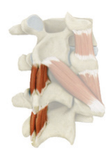 <p>Extends the vertebral column.</p>