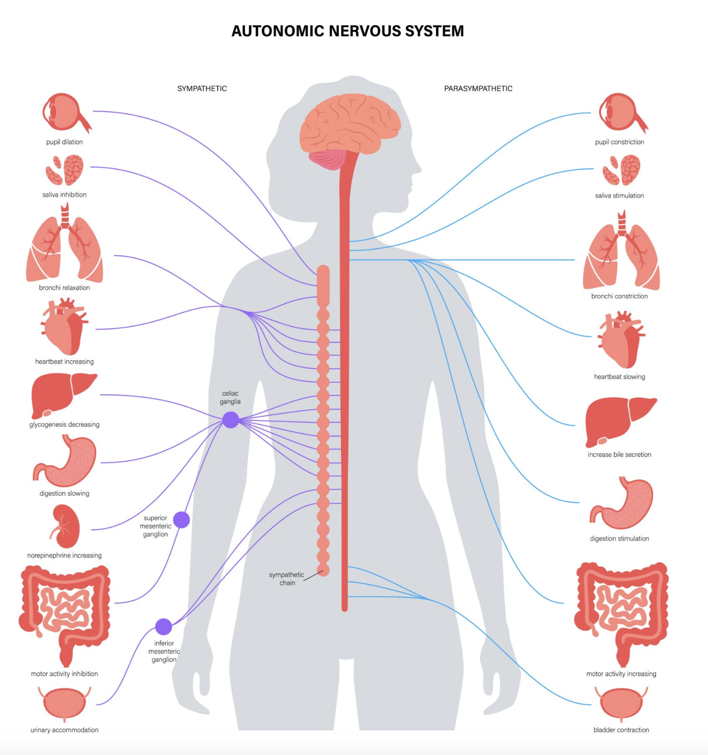 <p>functions of the autonomic nervous system + the divisions </p>