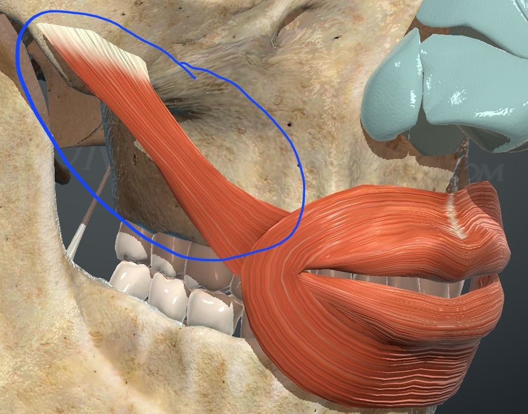 <p>What is this muscle?</p>