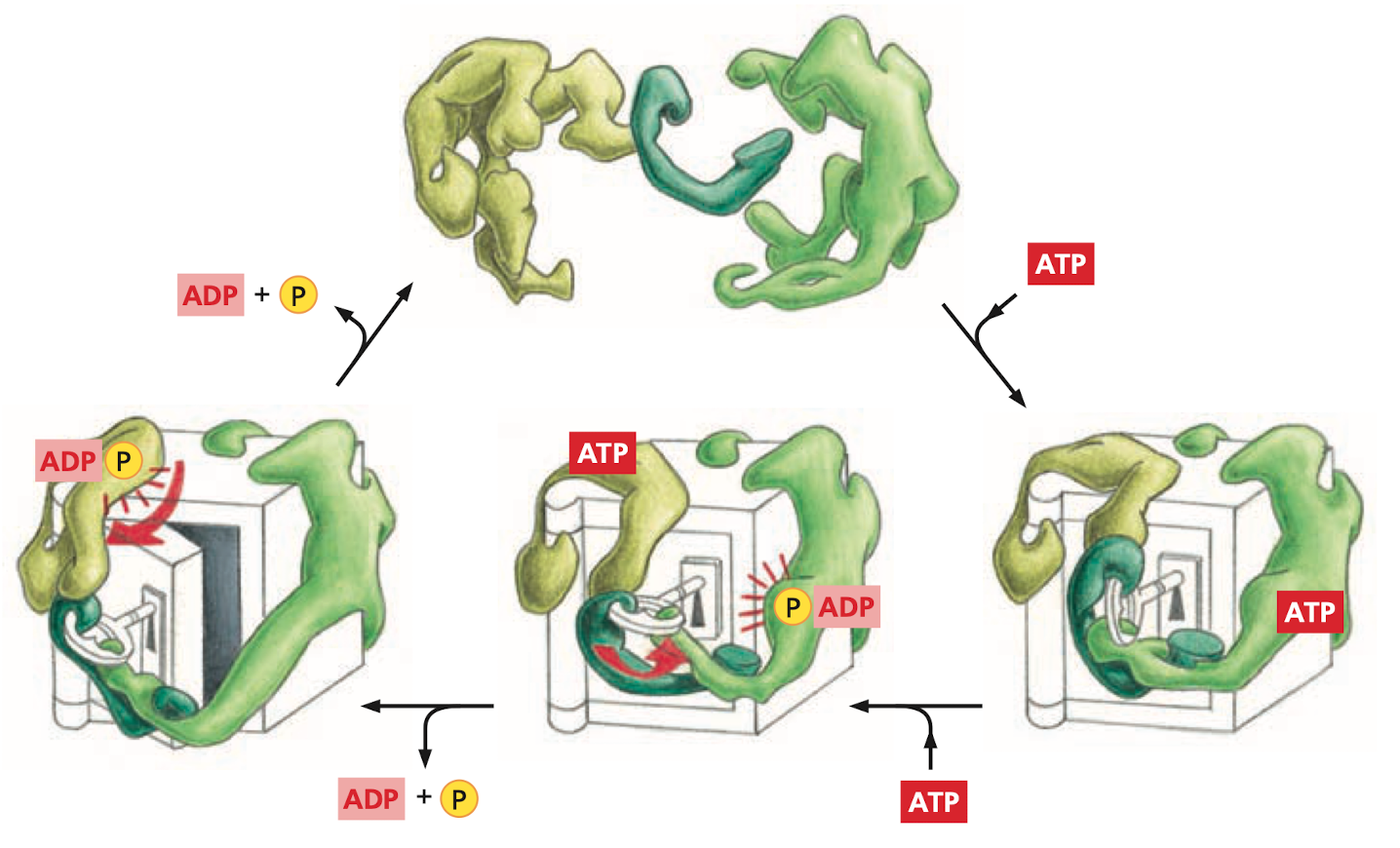 Protein Machines