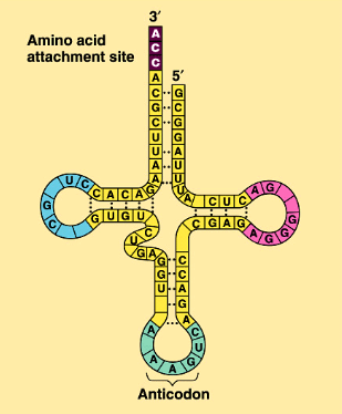 <p>plays catalytic roles and structural roles in ribosomes</p>