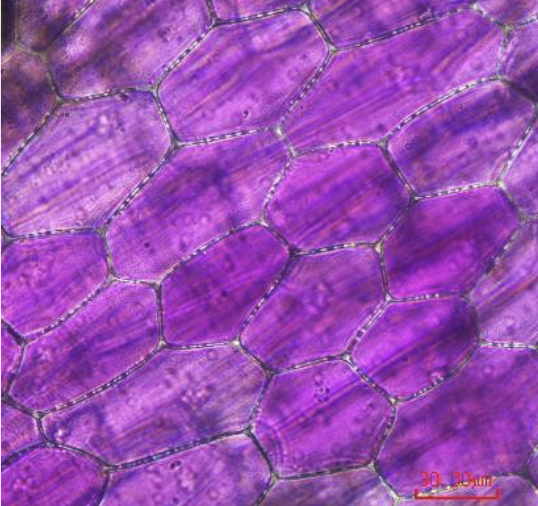 <p>What can be seen in this?</p>