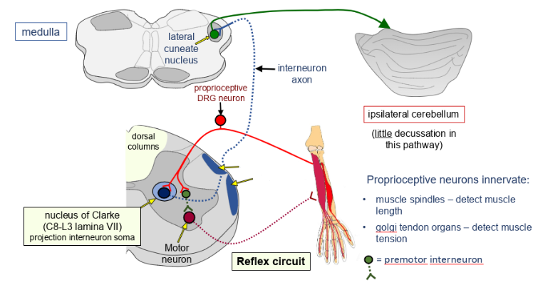 <p>what pathway is this?</p>