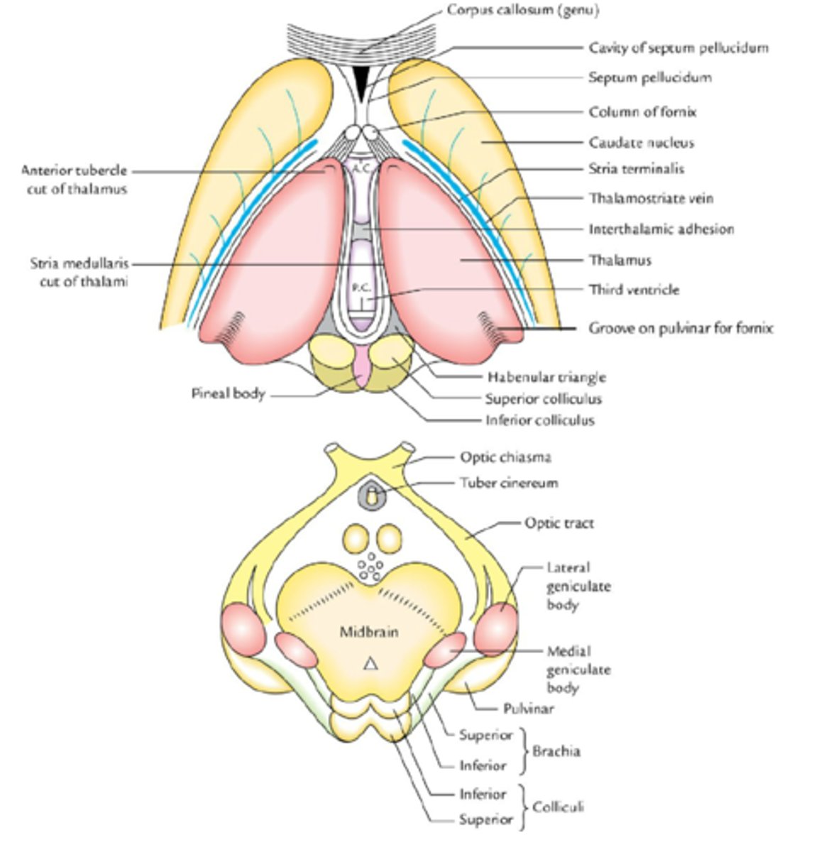 <p>- szczelina komory trzeciej</p><p>- przednia: guzek przedni wzgórza, tylna; poduszka wzgórza</p><p>- oba ciałka są bocznie i nieco poniżej poduszki wzgórza</p><p>- przyśrodkowe ze wzgórkiem dolnym blaszki pokrywy śródmózgowia, boczne - ze wzgórkiem górnym</p>