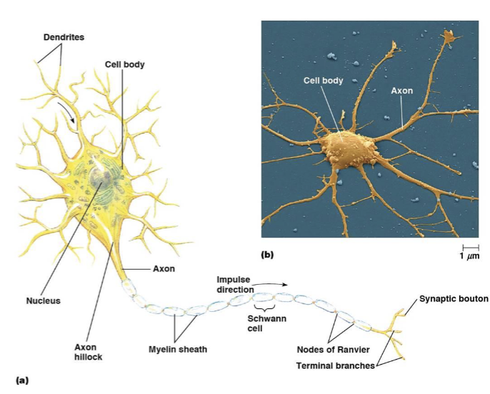 <p>receive signals</p>