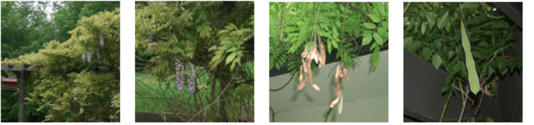 <p>Intestinal damage</p>