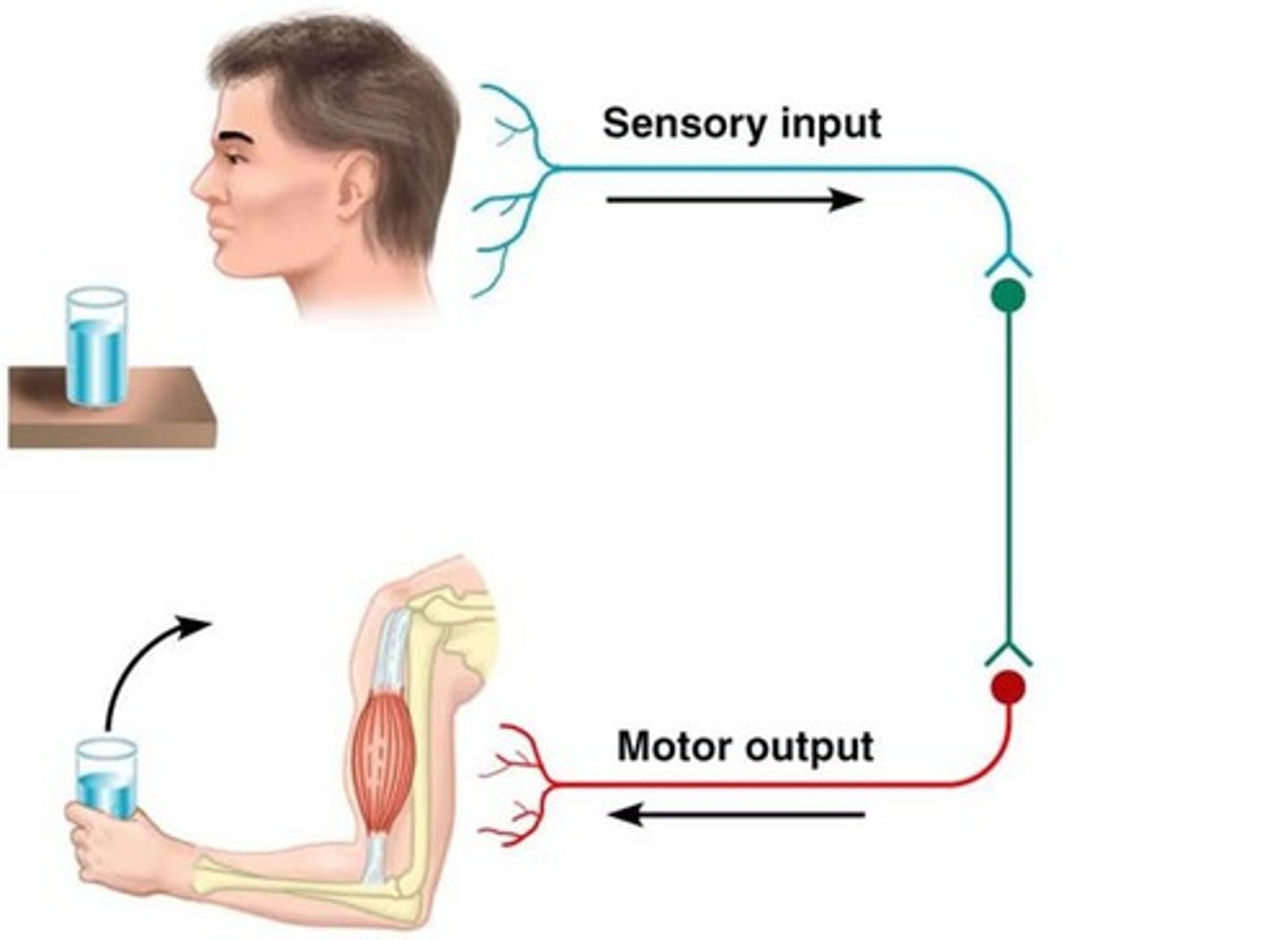 <p>The portion of the peripheral nervous system that carries messages to and from the sense organs, skin, and muscles.</p>