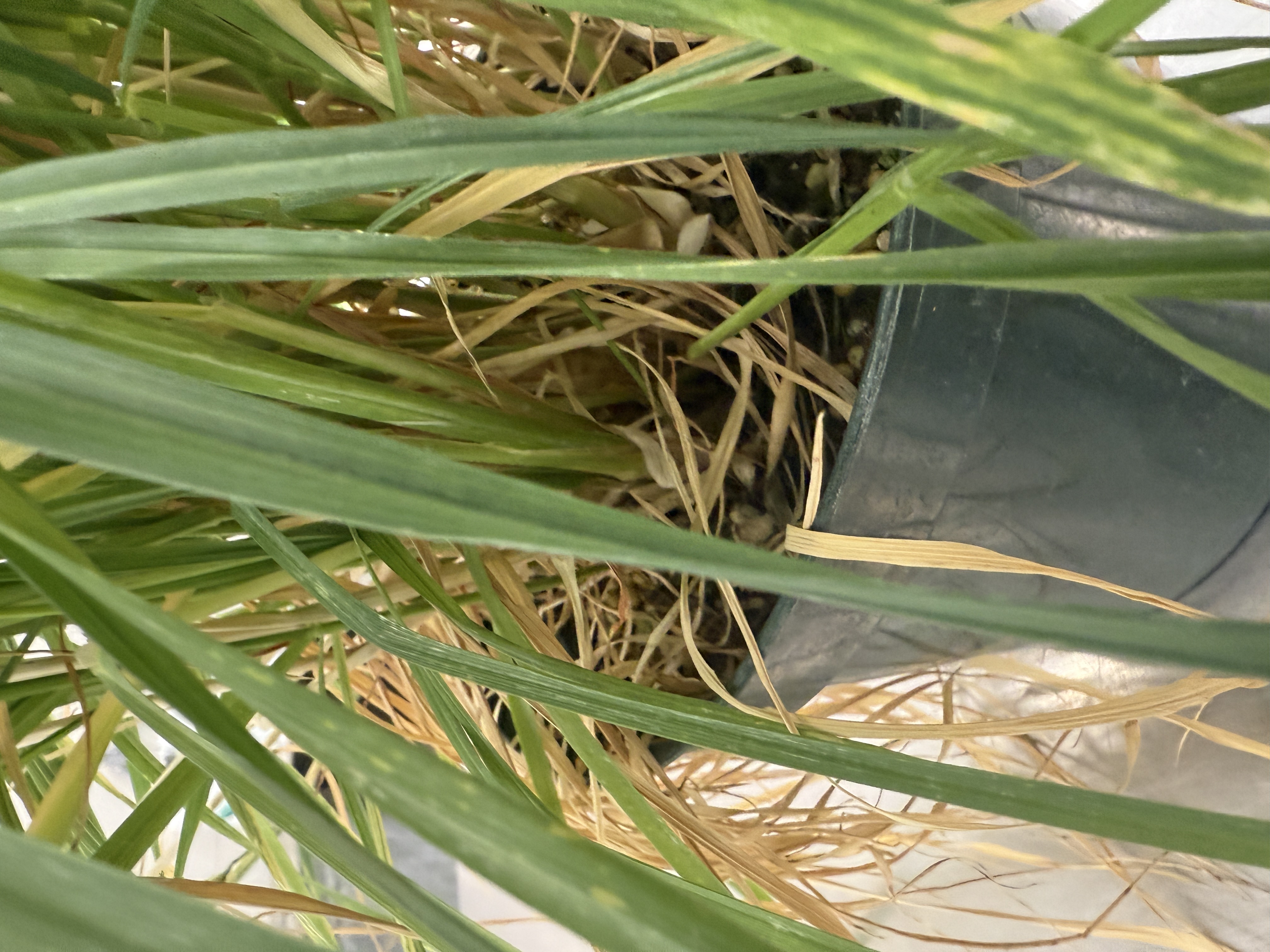 <p>Identify the attachment type of the leaf specimen</p>