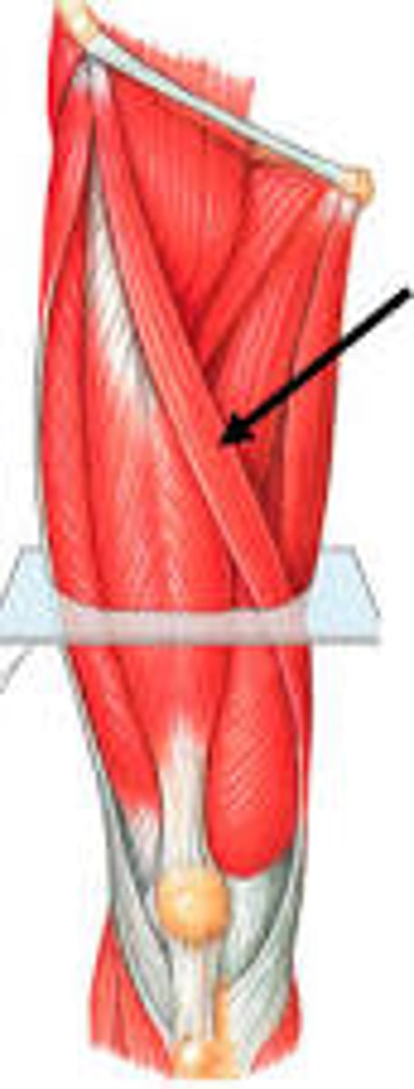 <p>anterior, superficial, ASIS of hip to tibia, longest muscle in the body, externally rotates the hip</p>