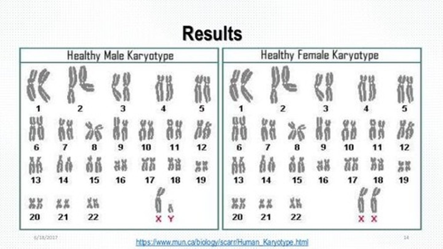 <p>A karyotype is an ordered display of chromosomes based on length and centromere location.</p>