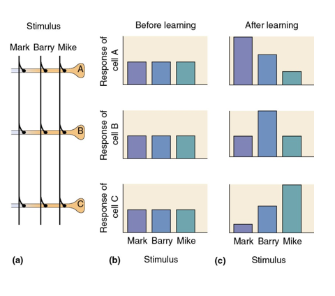 <p>With neuron selectivity in mind, does neuron A respond only to Mark’s face?</p>