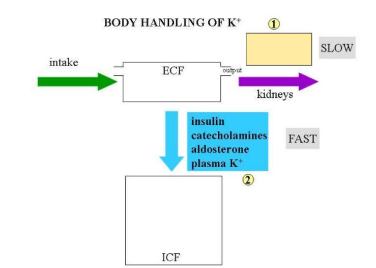 <p>In the image, which is <strong>removed by the kidneys slowly?</strong></p>
