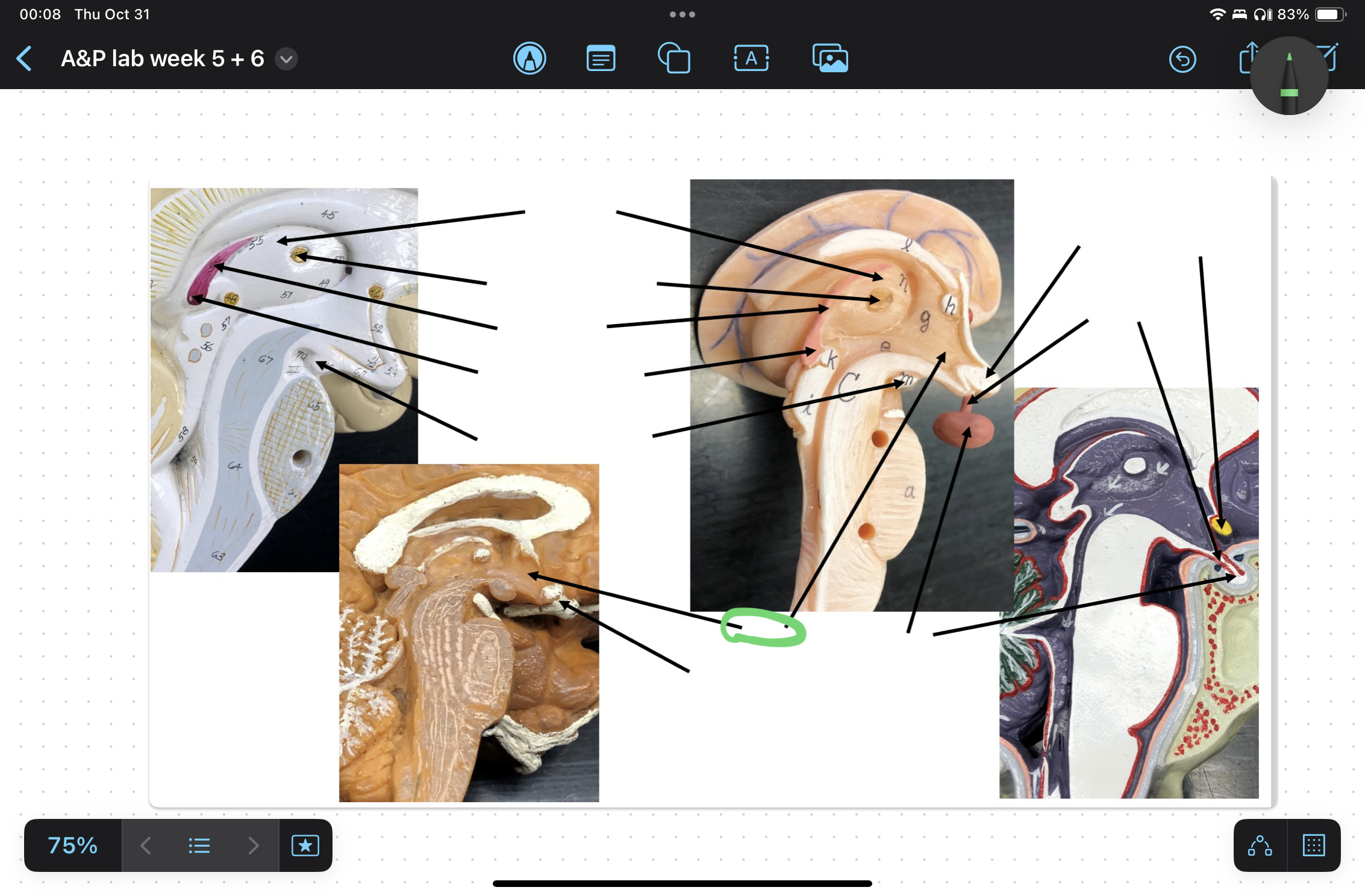knowt flashcard image
