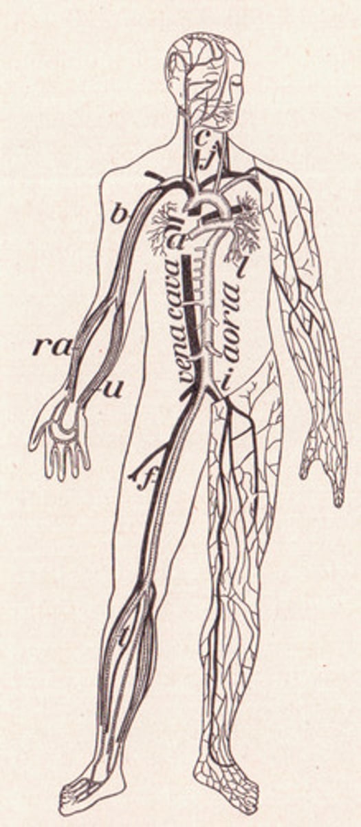 <p>The Body</p>