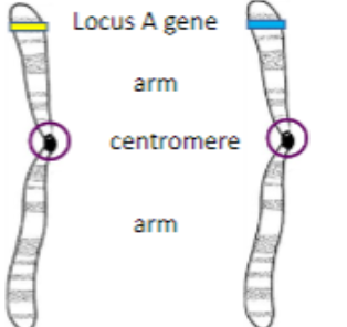 The constriction point on a chromosome

\
→ Divides chromosome into 2 arms

→ Each chromosome may carry hundreds of genes 

→ Each gene has a specific location or **locus** on a chromosome (genetic street address)     