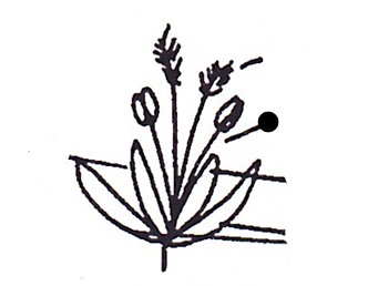 <p>Part of grass?</p>
