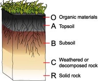 <p><br>O - Humus</p><ul><li><p>most susceptible to weathering</p></li><li><p>surface litter like leaves and other decaying matter</p></li></ul><p>A - top soil</p><ul><li><p>phosphorus and nitrogen are examples of some of the limiting nutrients that are found</p></li><li><p>non renewable</p></li><li><p>mineral soil with most organic material accumulation and soil life(worms)</p></li></ul><p>E - eluviation layer</p><ul><li><p>sand and silt</p></li><li><p>infiltration</p></li><li><p>mostly containing of silicates</p></li><li><p>zone of leaching ( nutrients from upper horizons seep into lower horizons)</p></li><li><p>minerals are washed away by leaching so lack of minerals like clay or iron</p></li></ul><p>B - subsoil</p><ul><li><p>zone of accumulation = minerals like iron, clay, aluminum and organic material and other nutrients accumulate a process referred to as eluviation</p></li><li><p>little to no organic matter</p></li></ul><p>C - parent material</p><ul><li><p>gives soil rest of its characteristics</p></li><li><p>large layer of unbroken rocks</p></li><li><p>materials that is broken down to give soil</p></li><li><p>least weathered</p></li></ul><p></p><p>R - Bed rock</p><ul><li><p>Solid rock</p></li><li><p>not weathered at all</p></li><li><p></p></li></ul><p></p>