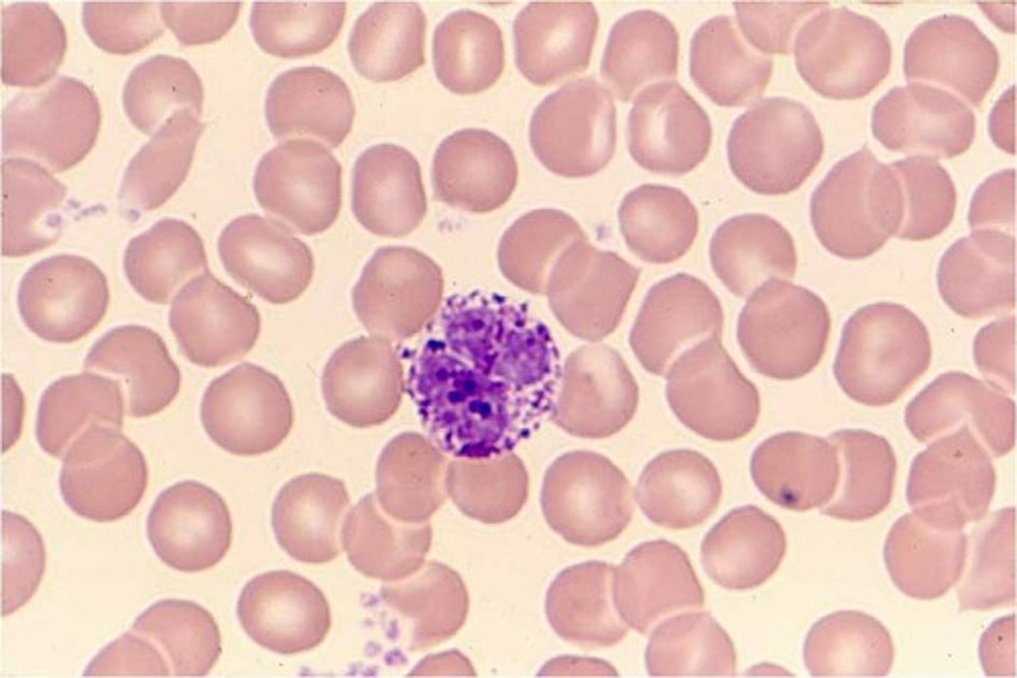 <p>common beneath membranes; along small blood vessels; can release heparins, histamine, and proteolytic enzymes in response to energy.</p>