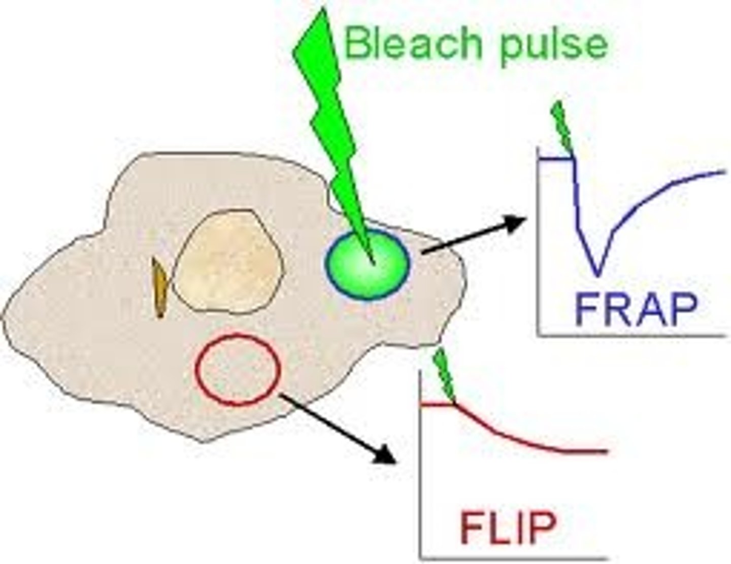 <p>An optical technique capable of quantifying the two dimensional lateral diffusion of a molecularly thin film containing fluorescently labeled probes, or to examine single cells. This technique is very useful in biological studies of cell membrane diffusion and protein binding. In addition, surface deposition of a fluorescing phospholipid bilayer (or monolayer) allows the characterization of hydrophilic (or hydrophobic) surfaces in terms of surface structure and free energy. Similar, though less well known, techniques have been developed to investigate the 3-dimensional diffusion and binding of molecules inside the cell; they are also referred to as FRAP.</p>