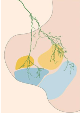 <p>This axon (directly) from primary motor cortex makes many divergent synaptic connections, both directly onto motor neurons (blue regions) and onto spinal cord interneurons (yellow regions)</p>