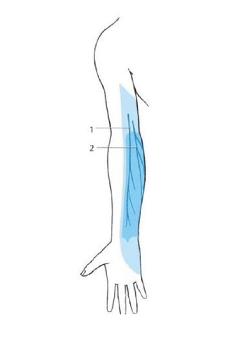 <p>What nerve supplies the blue in this picture?</p>