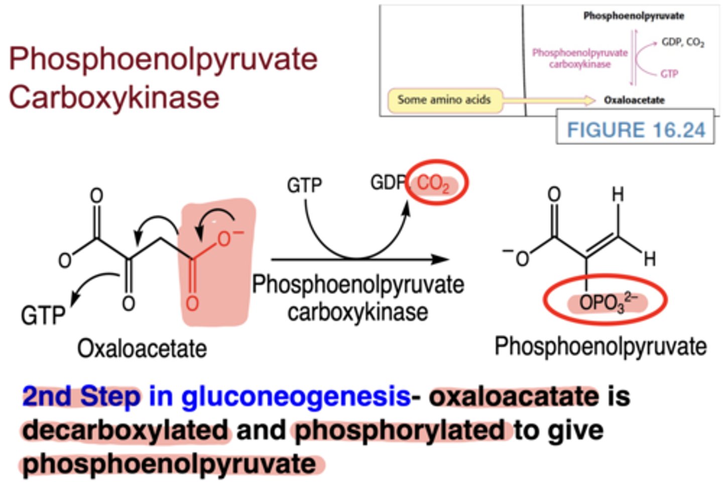 <p>decarboxylation and phosphorylation of oxaloacetate → phosphoenolpyruvate (PEP), using GTP</p>
