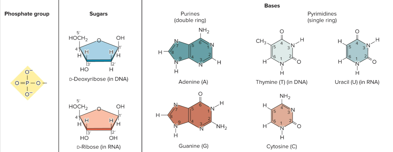 <ul><li><p>form repeating unit of nucleic acids, linked by ester (covalent) bonds, repeating structural unit of RNA/DNA</p></li><li><p>composed of <strong><u>phosphate group</u></strong>, <strong><u>pentose sugar</u> </strong>(ribose/deoxyribose) and a <strong><u>nitrogenous base</u></strong></p></li><li><p>base + sugar + phosphate; AMP, ADP, ATP</p></li></ul><p></p>