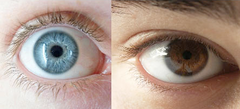 - physical expression of an organism's genotype
- our physical appearances; what we look like
- ex. brown eyes, black hair, etc