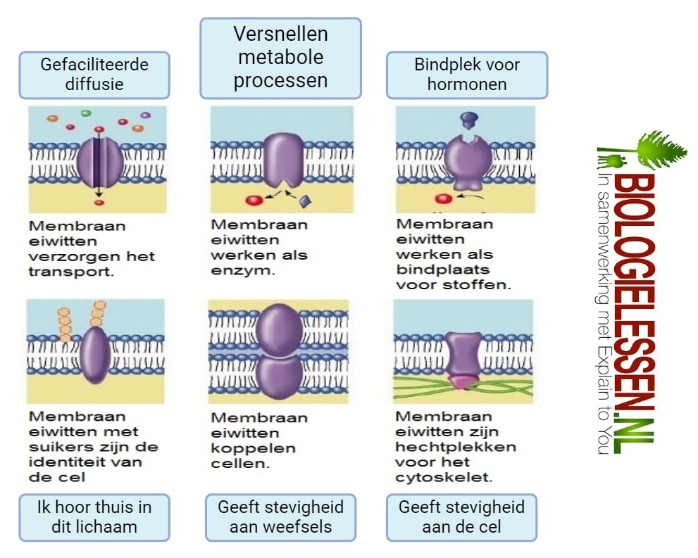 <p>Door cellen aan elkaar te koppelen (contactfunctie).</p>
