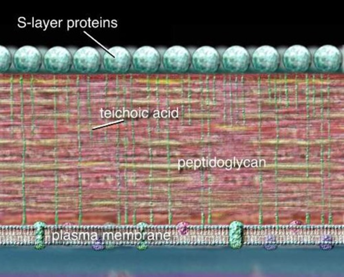 <p>Cell wall is ~25 layers of peptidoglycan thick</p>